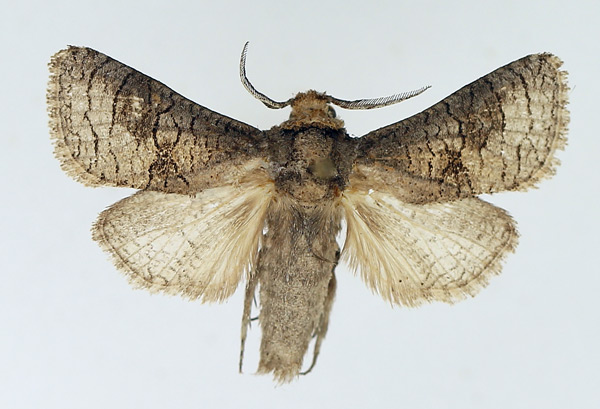 /filer/webapps/moths/media/images/P/poliopterus_Afroarabiella_AM_TMSA.jpg