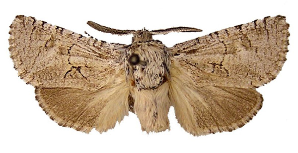 /filer/webapps/moths/media/images/P/poliopterus_Afroarabiella_HT_ZSM.jpg