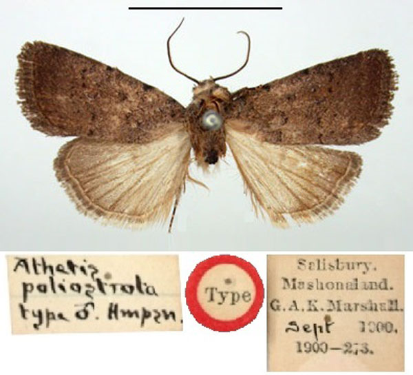 /filer/webapps/moths/media/images/P/poliostrota_Athetis_HT_BMNH.jpg