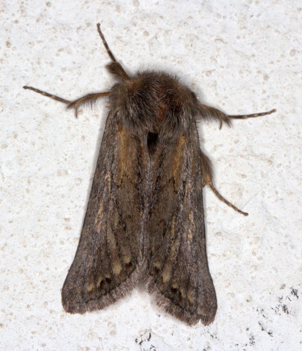 /filer/webapps/moths/media/images/P/poliostrota_Phyllaliodes_F_Heyns_01.jpg