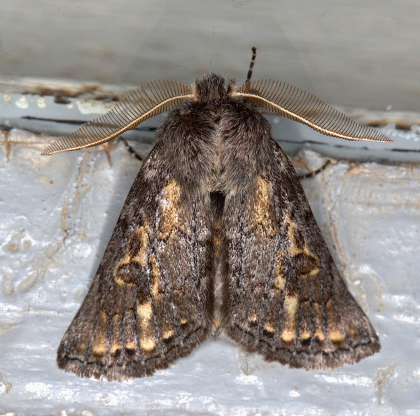 /filer/webapps/moths/media/images/P/poliostrota_Phyllaliodes_M_Heyns_03.jpg