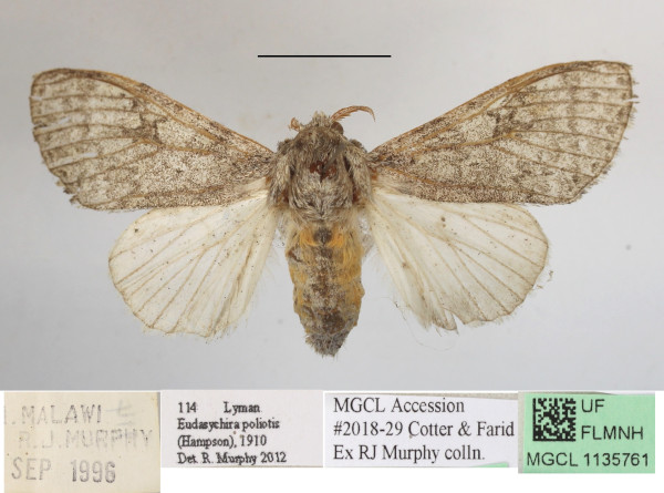 /filer/webapps/moths/media/images/P/poliotis_Eudasychira_AF_MGCLa_02.JPG
