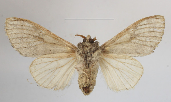 /filer/webapps/moths/media/images/P/poliotis_Eudasychira_AF_MGCLb_02.JPG