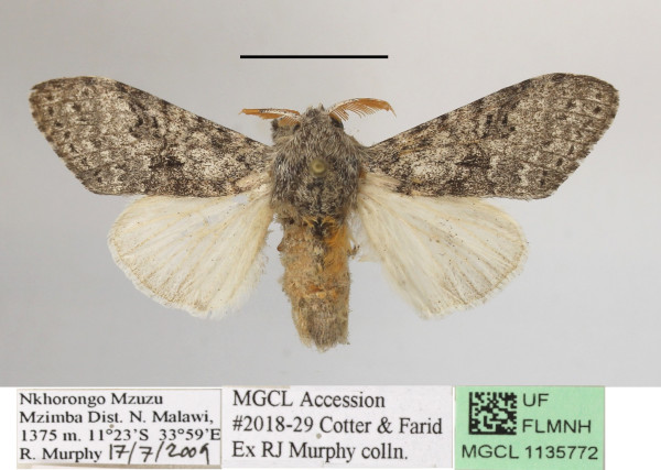/filer/webapps/moths/media/images/P/poliotis_Eudasychira_AM_MGCLa_01.JPG