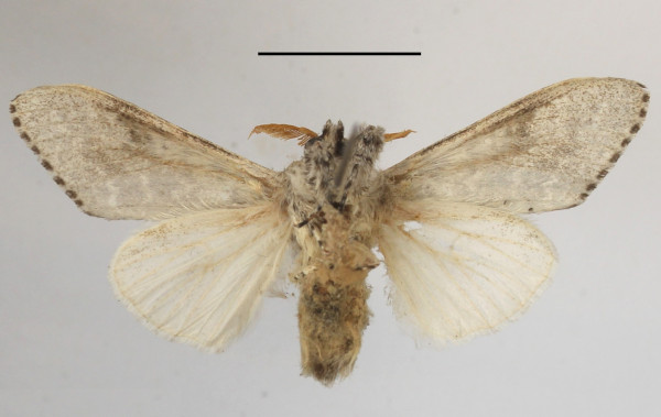 /filer/webapps/moths/media/images/P/poliotis_Eudasychira_AM_MGCLb_01.JPG