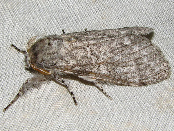 /filer/webapps/moths/media/images/P/poliotis_Eudasychira_A_Goff_02.jpg