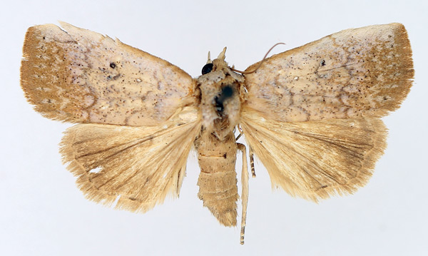 /filer/webapps/moths/media/images/P/poliotis_Exophyla_AF_TMSA_01.jpg