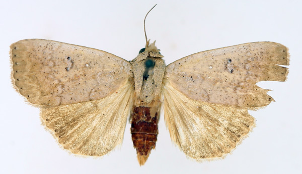 /filer/webapps/moths/media/images/P/poliotis_Exophyla_AF_TMSA_02.jpg