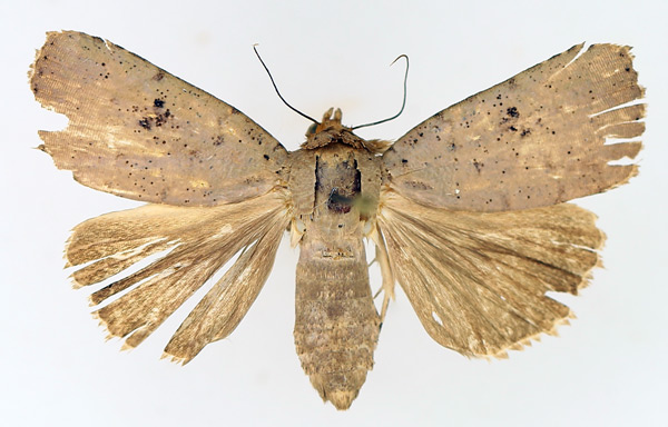 /filer/webapps/moths/media/images/P/poliotis_Exophyla_AF_TMSA_03.jpg