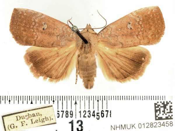 /filer/webapps/moths/media/images/P/poliotis_Exophyla_AM_BMNH.jpg