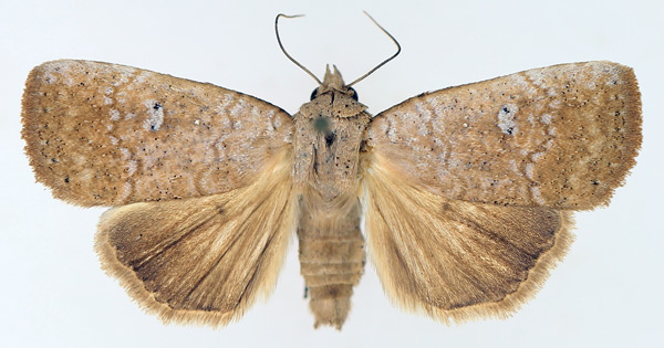 /filer/webapps/moths/media/images/P/poliotis_Exophyla_AM_TMSA_01.jpg