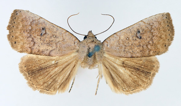 /filer/webapps/moths/media/images/P/poliotis_Exophyla_AM_TMSA_02.jpg