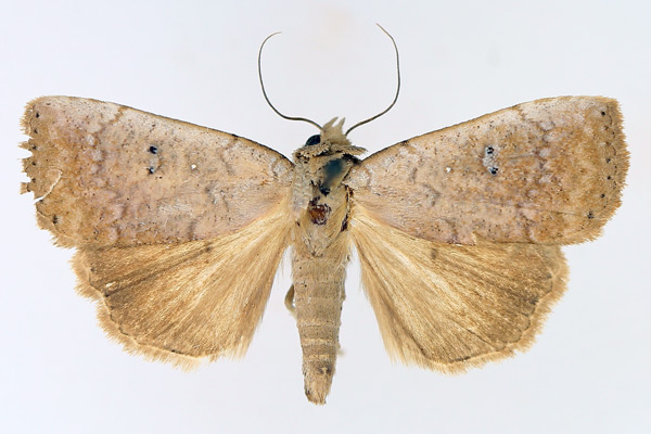 /filer/webapps/moths/media/images/P/poliotis_Exophyla_AM_TMSA_03.jpg