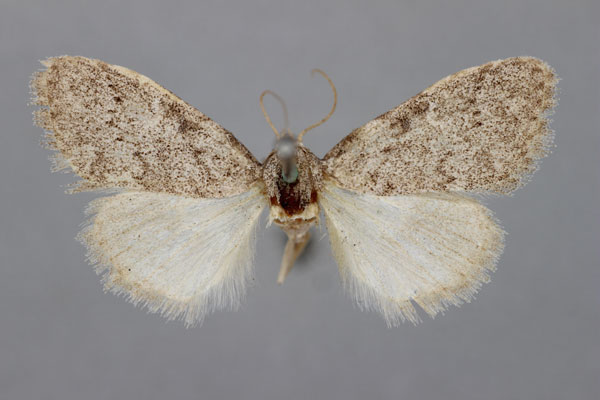 /filer/webapps/moths/media/images/P/poliotis_Meganola_PLT_BMNH.jpg