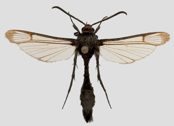 /filer/webapps/moths/media/images/P/polistiformis_Cinctosesia_PT_SMNS.jpg