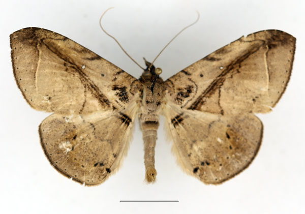 /filer/webapps/moths/media/images/P/polita_Gorua_AM_Aulombard.jpg