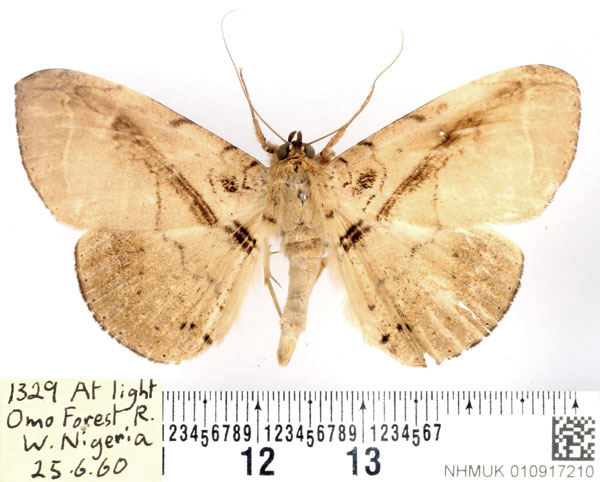 /filer/webapps/moths/media/images/P/polita_Gorua_AM_BMNH.jpg