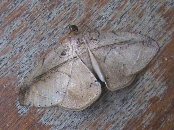 /filer/webapps/moths/media/images/P/polita_Gorua_A_Guyonneta_01.jpg
