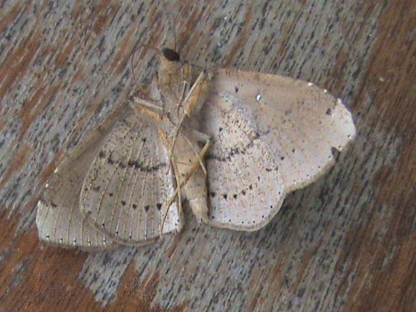 /filer/webapps/moths/media/images/P/polita_Gorua_A_Guyonnetb_01.jpg