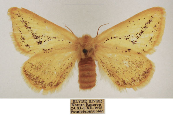 /filer/webapps/moths/media/images/P/polita_Phiala_AF_TMSA_01.jpg
