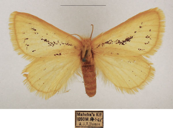 /filer/webapps/moths/media/images/P/polita_Phiala_AF_TMSA_02.jpg