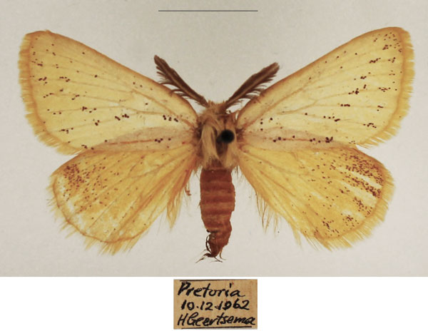/filer/webapps/moths/media/images/P/polita_Phiala_AM_TMSA_01.jpg