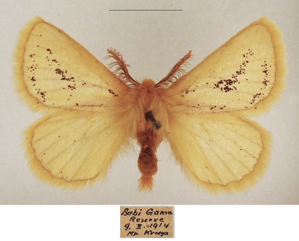 /filer/webapps/moths/media/images/P/polita_Phiala_AM_TMSA_02.jpg