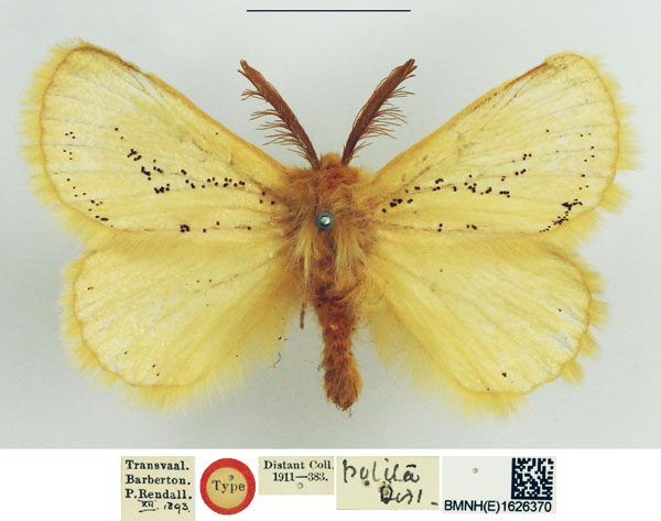 /filer/webapps/moths/media/images/P/polita_Phiala_HT_NHMUK.jpg