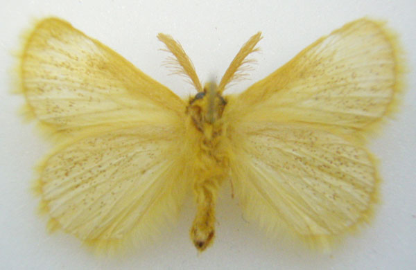 /filer/webapps/moths/media/images/P/polita_Phiala_HT_NHMUKb.jpg