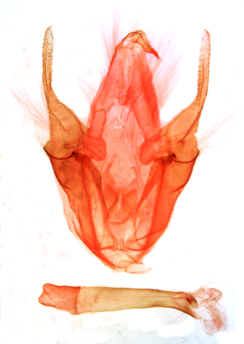 /filer/webapps/moths/media/images/P/polita_Pseudogiria_GMPT_MSNM_3707.jpg