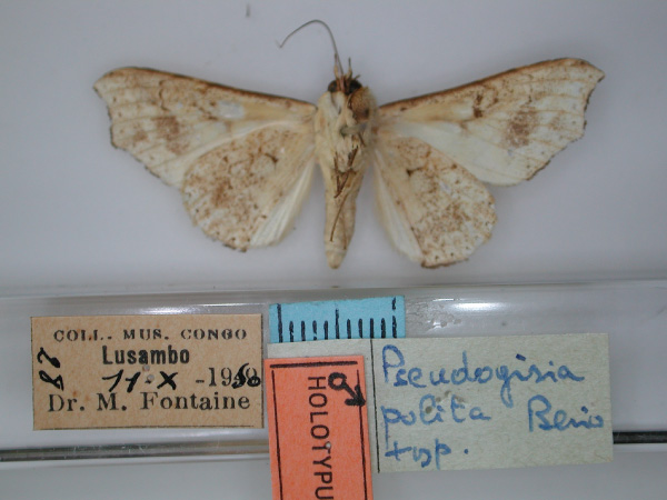 /filer/webapps/moths/media/images/P/polita_Pseudogiria_HT_RMCA_02.jpg