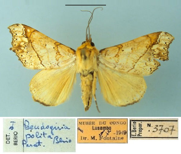 /filer/webapps/moths/media/images/P/polita_Pseudogiria_PT_MSNM.jpg