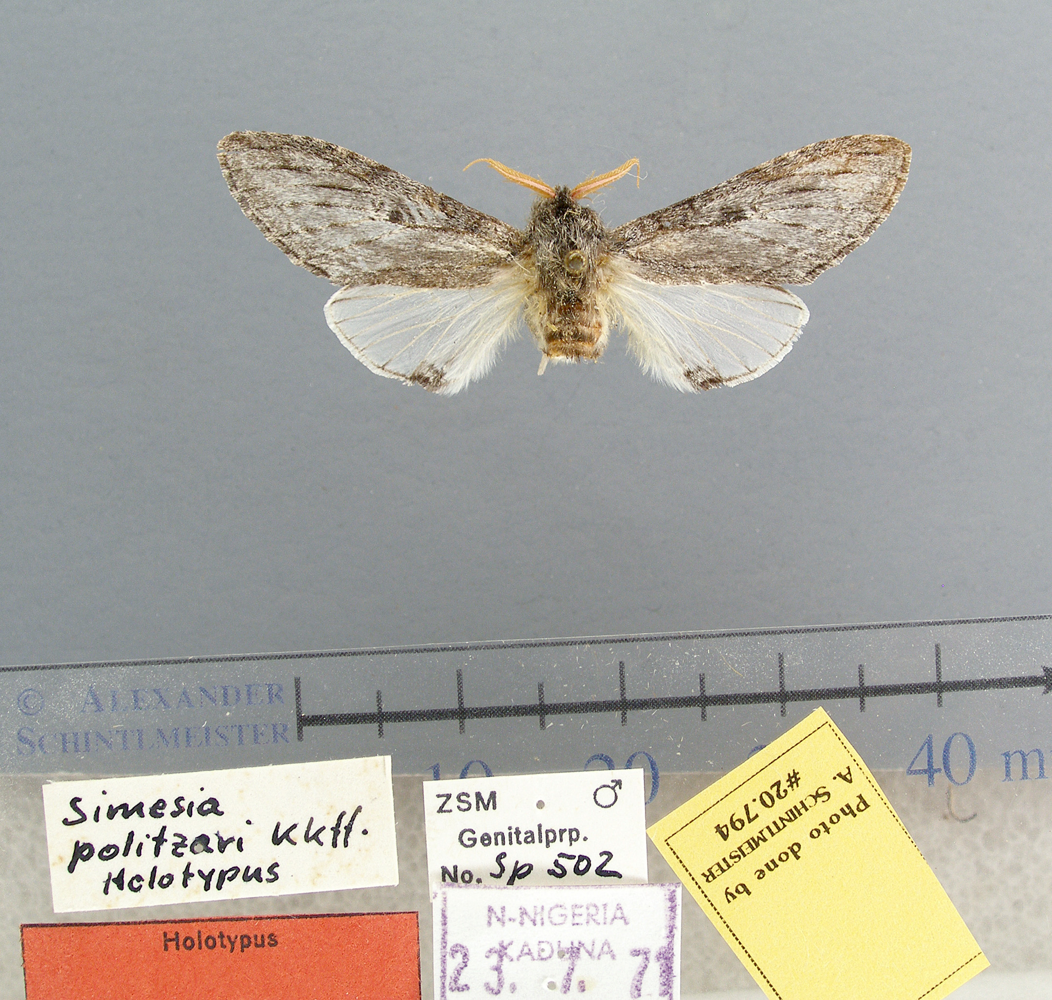/filer/webapps/moths/media/images/P/politzari-Afroplitis-GUsp502-20794-HT-Nigeria.jpg