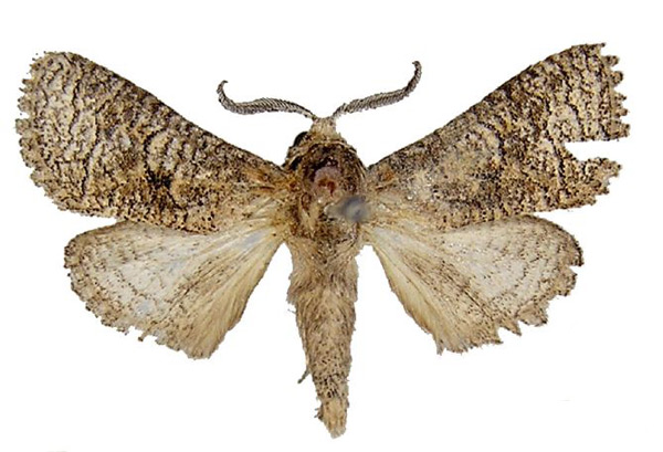 /filer/webapps/moths/media/images/P/politzari_Afroarabiella_HT_ZSM.jpg