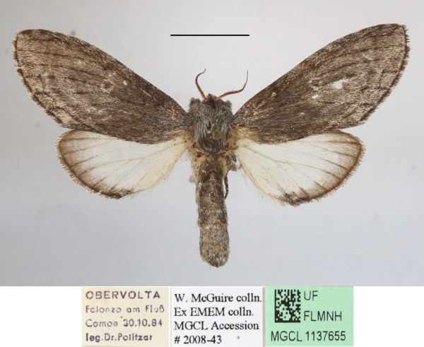 /filer/webapps/moths/media/images/P/politzari_Afroplitis_AF_MGCLa_02.JPG
