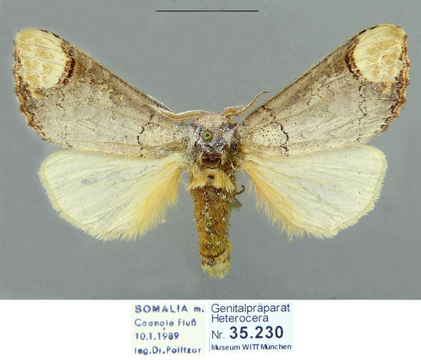 /filer/webapps/moths/media/images/P/politzari_Antheua_HT_Schintlmeister.jpg