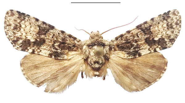 /filer/webapps/moths/media/images/P/politzari_Corniculonycta_HT_NMK.jpg