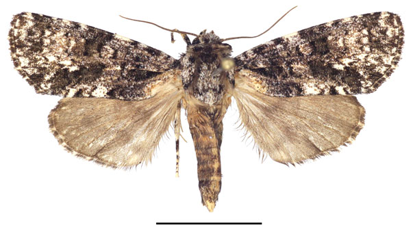 /filer/webapps/moths/media/images/P/politzari_Corniculonycta_PTF_SMNS_01.jpg