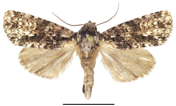 /filer/webapps/moths/media/images/P/politzari_Corniculonycta_PTF_SMNS_02.jpg