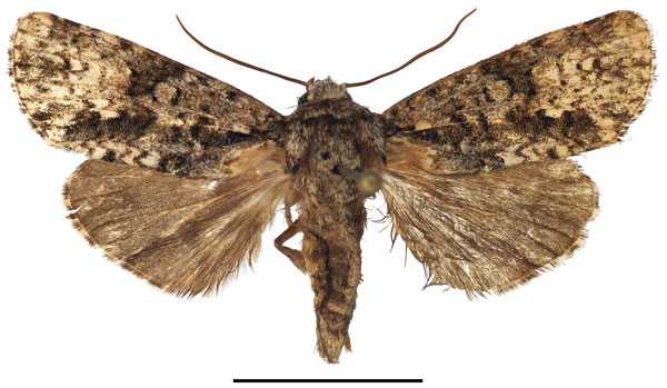 /filer/webapps/moths/media/images/P/politzari_Corniculonycta_PTM_MfN.jpg