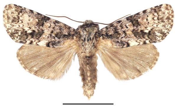 /filer/webapps/moths/media/images/P/politzari_Corniculonycta_PTM_ZSM_01.jpg