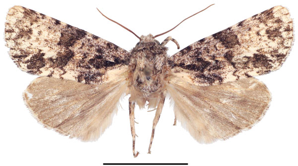 /filer/webapps/moths/media/images/P/politzari_Corniculonycta_PTM_ZSM_02.jpg