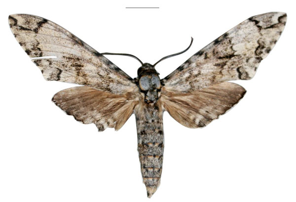/filer/webapps/moths/media/images/P/politzari_Covelliana_HT_EMEMa.jpg