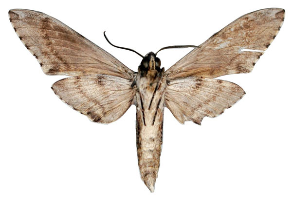 /filer/webapps/moths/media/images/P/politzari_Covelliana_HT_EMEMb.jpg