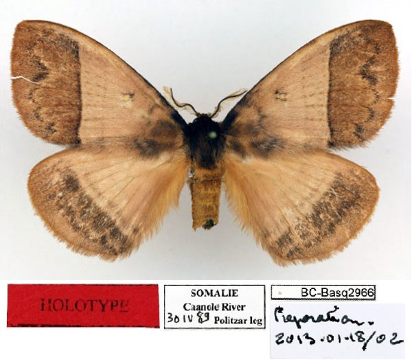 /filer/webapps/moths/media/images/P/politzari_Hoplojana_HT_Basquin.jpg