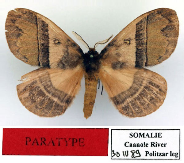 /filer/webapps/moths/media/images/P/politzari_Hoplojana_PT1_Basquin.jpg