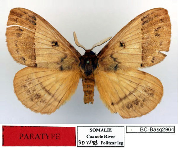 /filer/webapps/moths/media/images/P/politzari_Hoplojana_PT2_Basquin.jpg