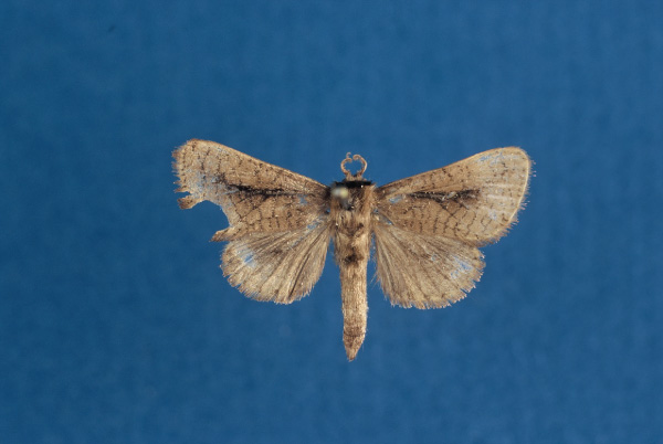 /filer/webapps/moths/media/images/P/politzari_Kroonia_HT_RMCA.jpg