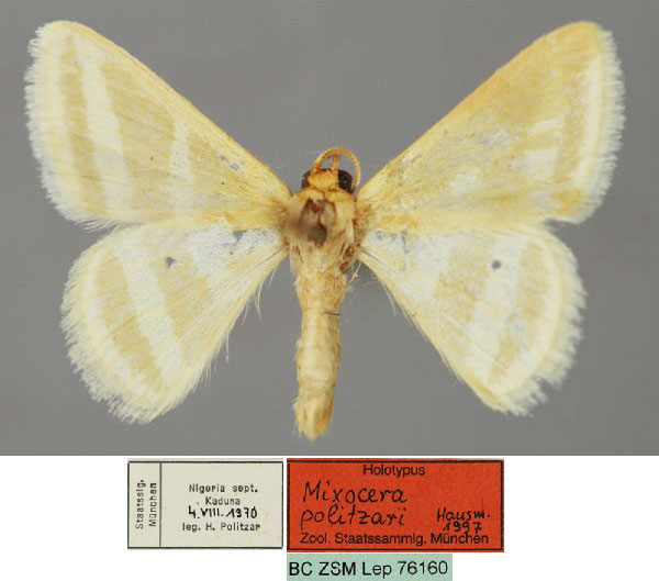 /filer/webapps/moths/media/images/P/politzari_Mixocera_HT_ZSM_01.jpg