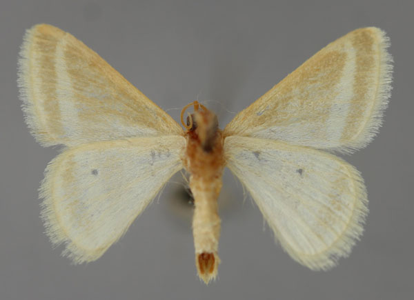 /filer/webapps/moths/media/images/P/politzari_Mixocera_HT_ZSM_02.jpg